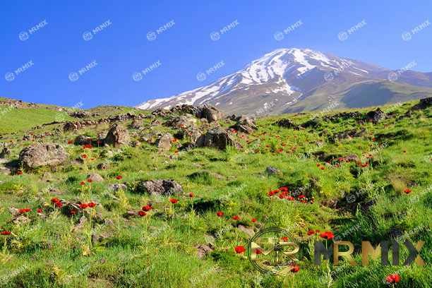 عکس استوک دماوند در ایران چمنزار سبز زیبا با خشخاش و آتشفشان دماوند