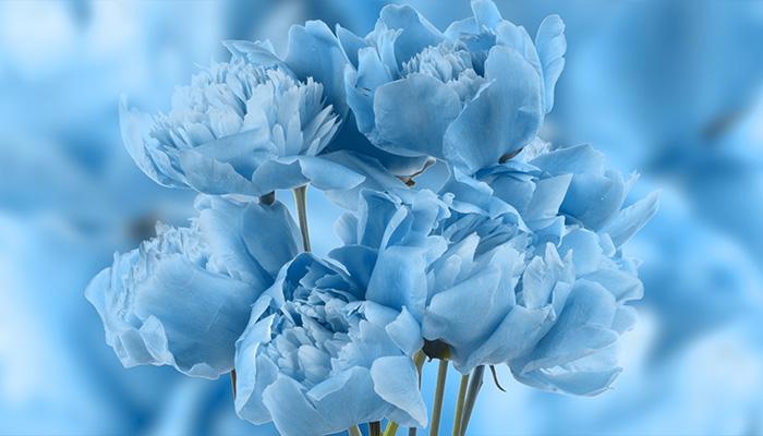 فوتیج پس زمینه زیبای گل آبی صد تومانی