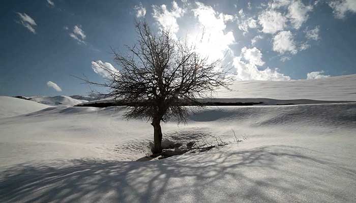 فوتیج حرکت تایم لپس از یک درخت تنها در منطقه ای برفی در جنوب ایران