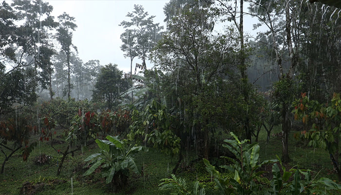 ویدیو فوتیج بارش شدید باران در منطقه گرمسیری