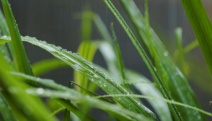 فوتیج بک گراند بارش باران نم نم روی برگ های گیاه