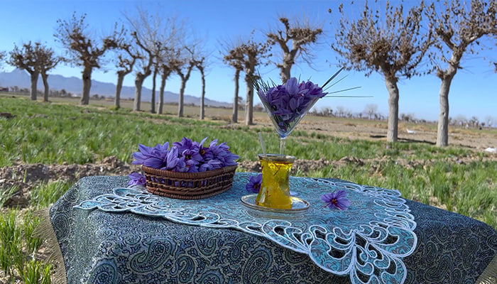 فوتیج فیلم استوک چای زعفران در مزرعه زعفران