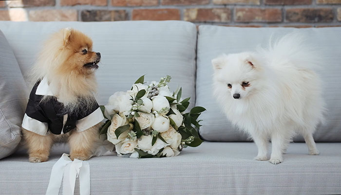 فوتیج سگ های کوچک که به عنوان داماد و عروس لباس پوشیده اند