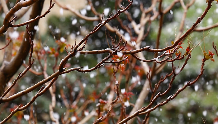 فوتیج عکسی نزدیک از شاخه خشک خیس شده توسط قطره باران