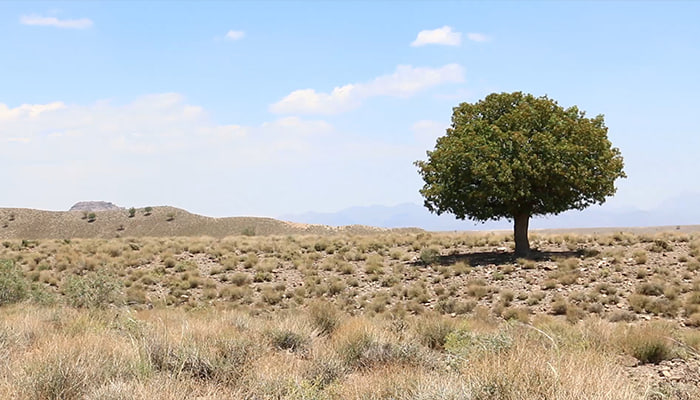 فوتیج درخت تنها در صحرا ویدیو استوک