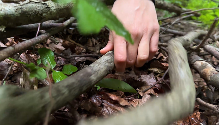 فوتیج برداشتن دسته چوب های خشک در جنگل هیرکانی