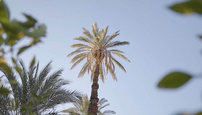 فوتیج نخل خرما در آسمان روشن و حرکت باد