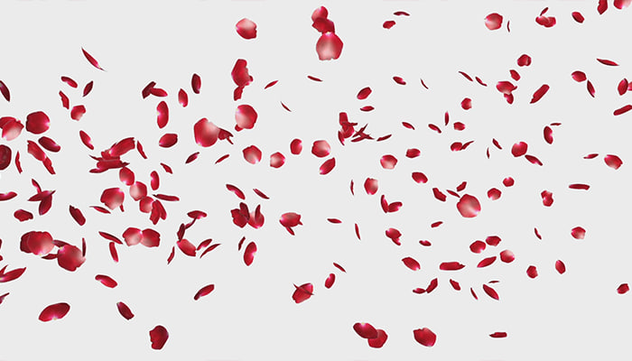 فوتیج بارش گلبرگ های رز قرمز پس زمینه سفید