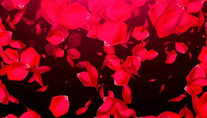 موشن گرافیک سقوط گلبرگ های رز در پس زمینه سیاه