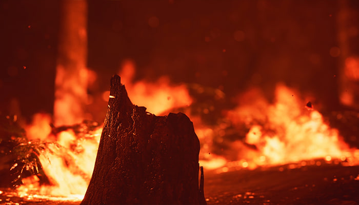 فوتیج شعله های آتش در جنگل استوک ویدئو
